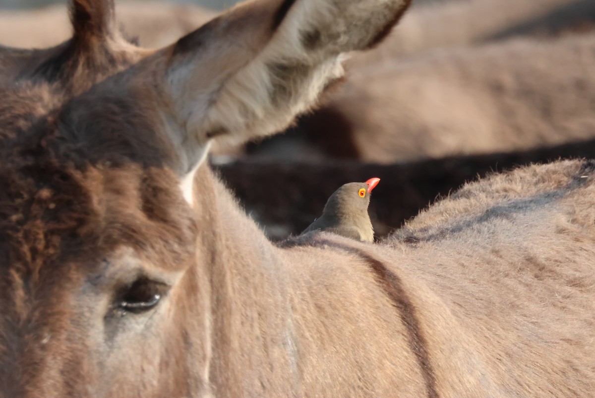 Red-billed Oxpecker - ML644429361