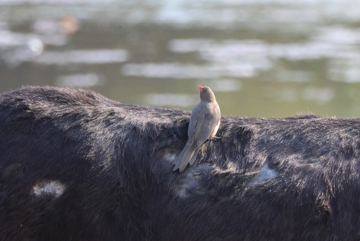 Red-billed Oxpecker - ML644429362