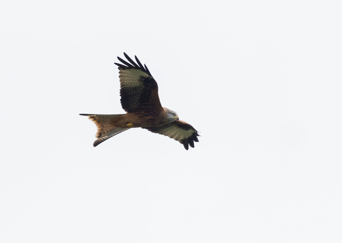 Red Kite - ML644429366