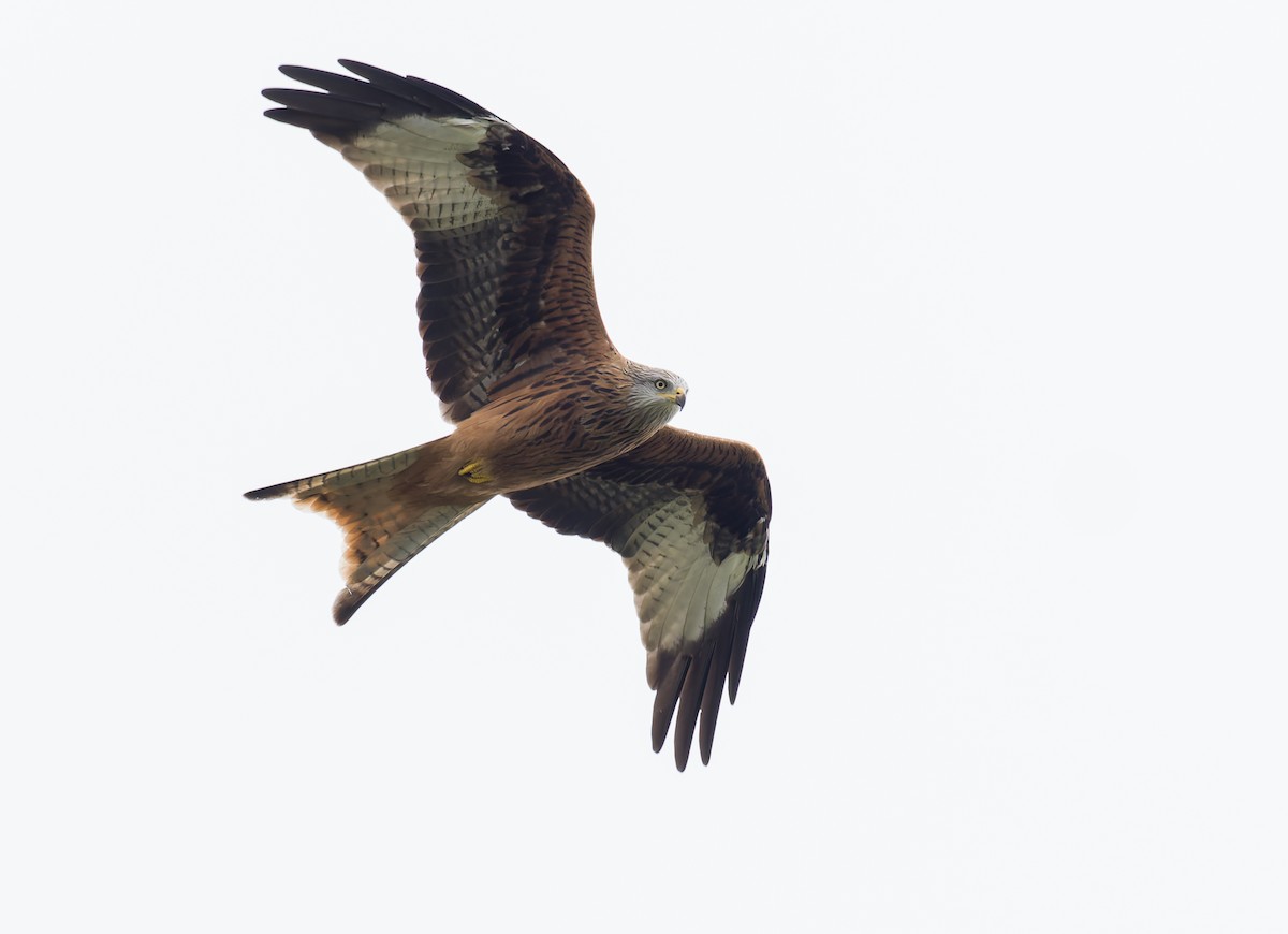 Red Kite - ML644429385