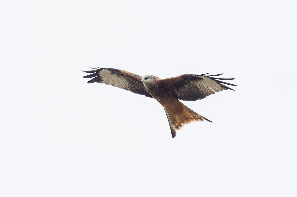 Red Kite - ML644429391