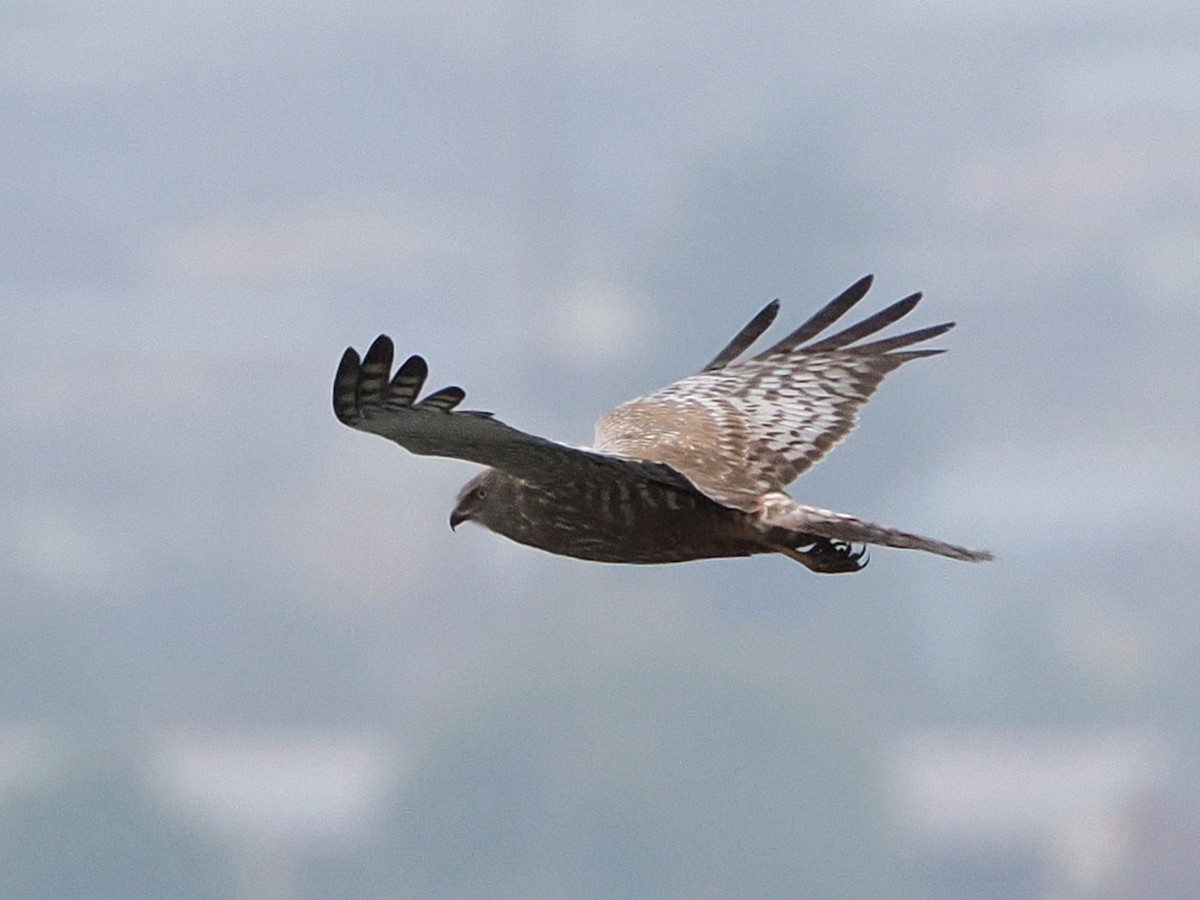 African Marsh Harrier - ML644429393