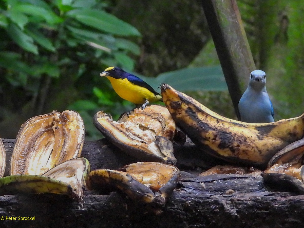 Blue-gray Tanager - ML644429399