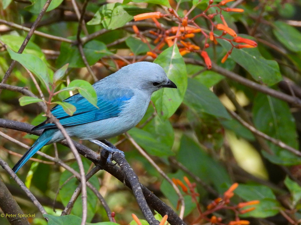 Blue-gray Tanager - ML644429400