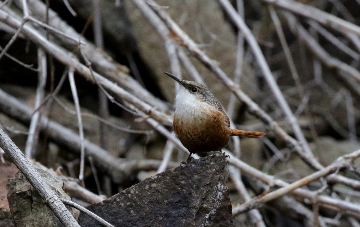 ムナジロミソサザイ - ML644429410