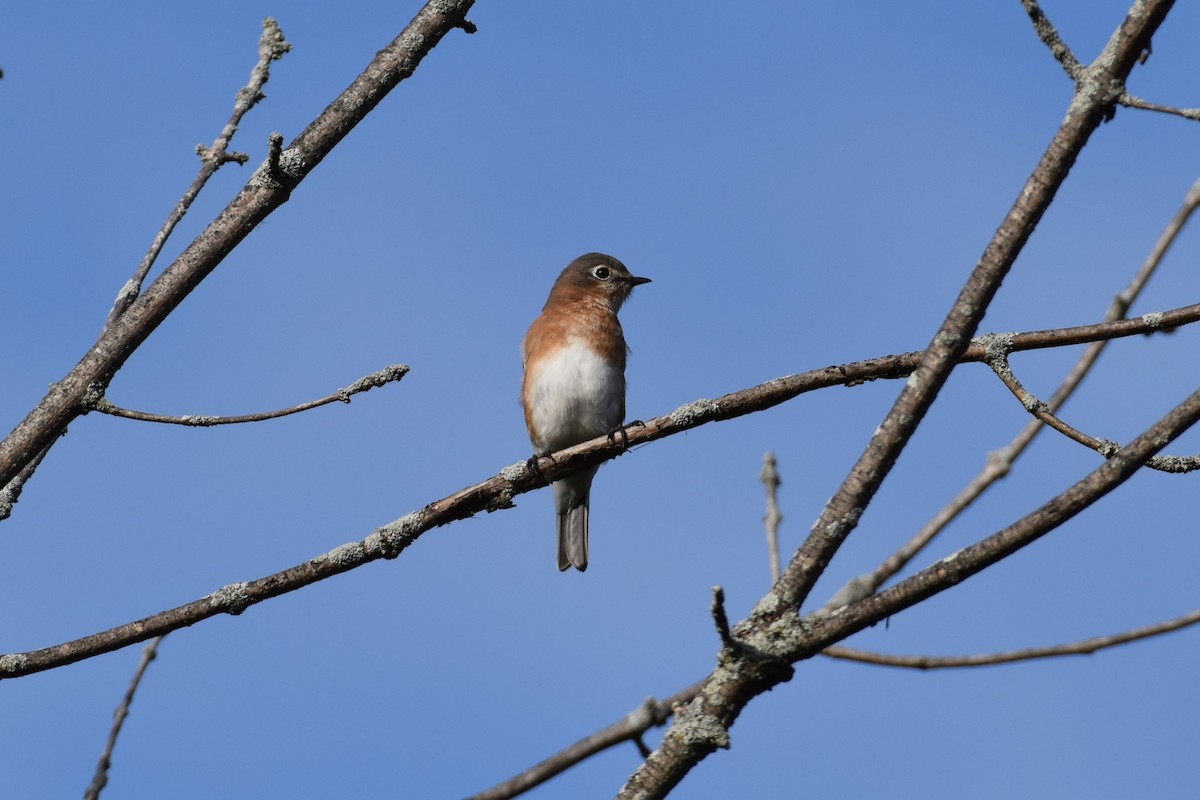 ルリツグミ - ML644429411