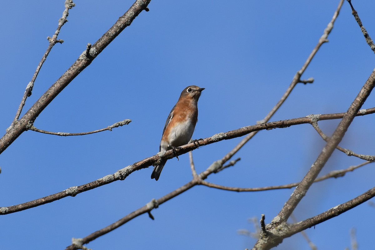 ルリツグミ - ML644429412