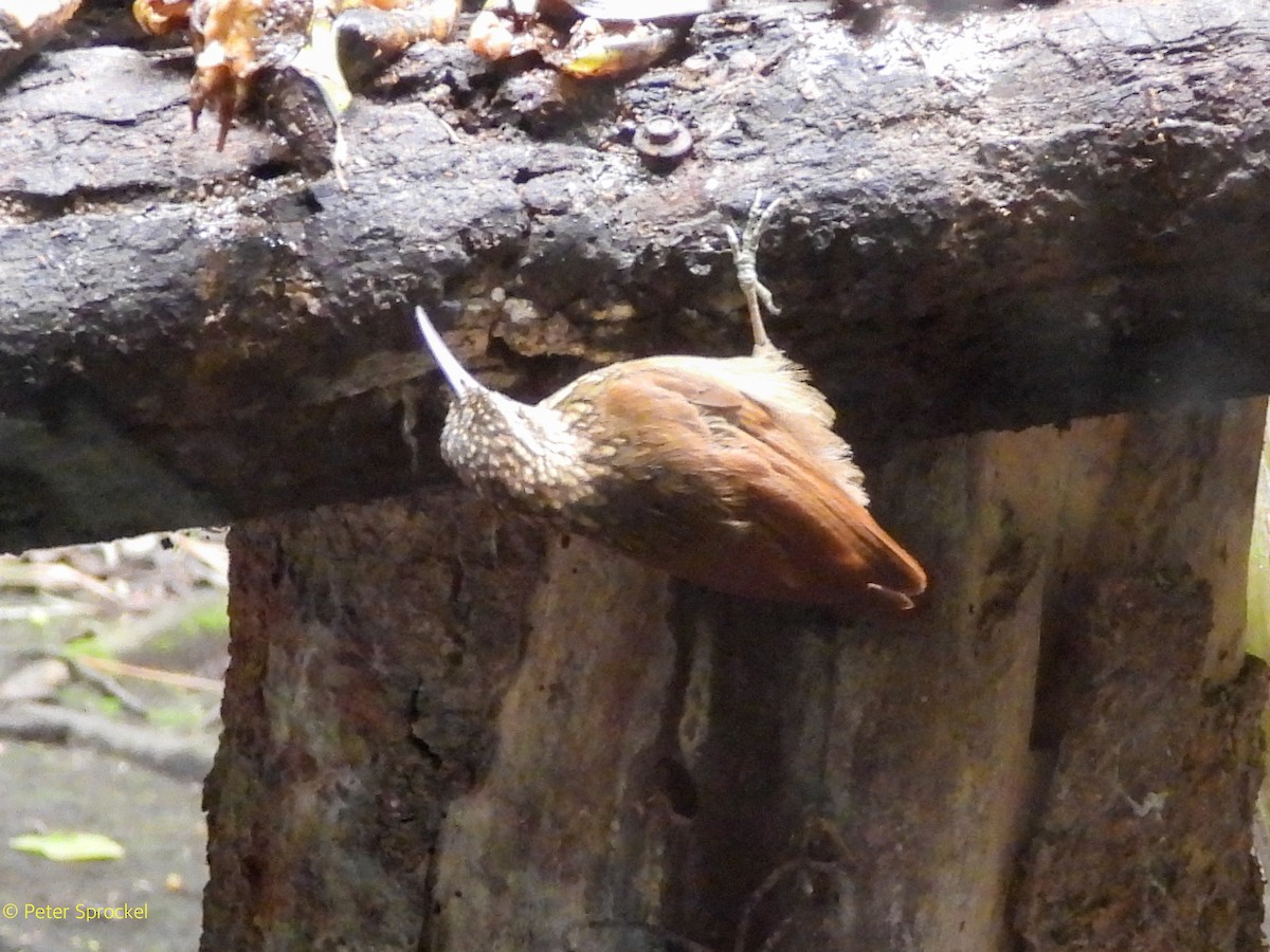 シマガシラオニキバシリ - ML644429413