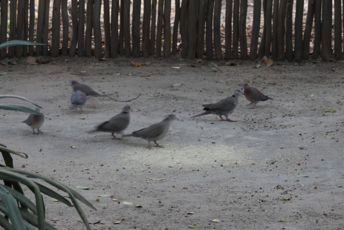 アフリカシラコバト - ML644429414