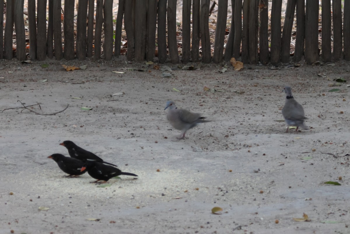 アフリカシラコバト - ML644429415