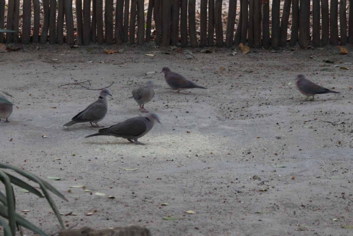 アフリカシラコバト - ML644429416