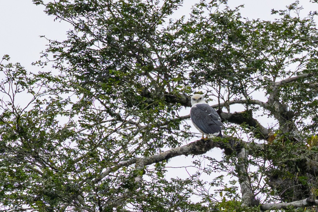 セグロノスリ - ML644429417