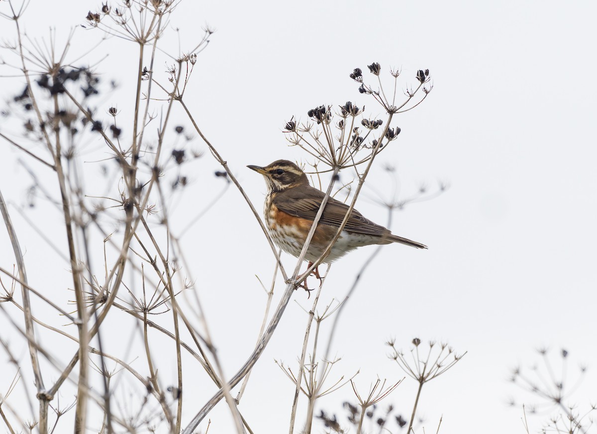 ワキアカツグミ - ML644429418