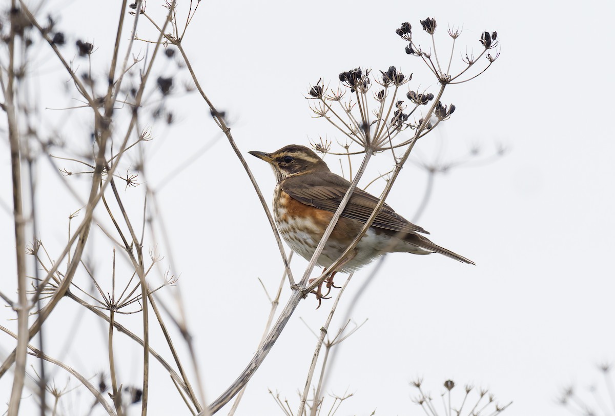 ワキアカツグミ - ML644429420