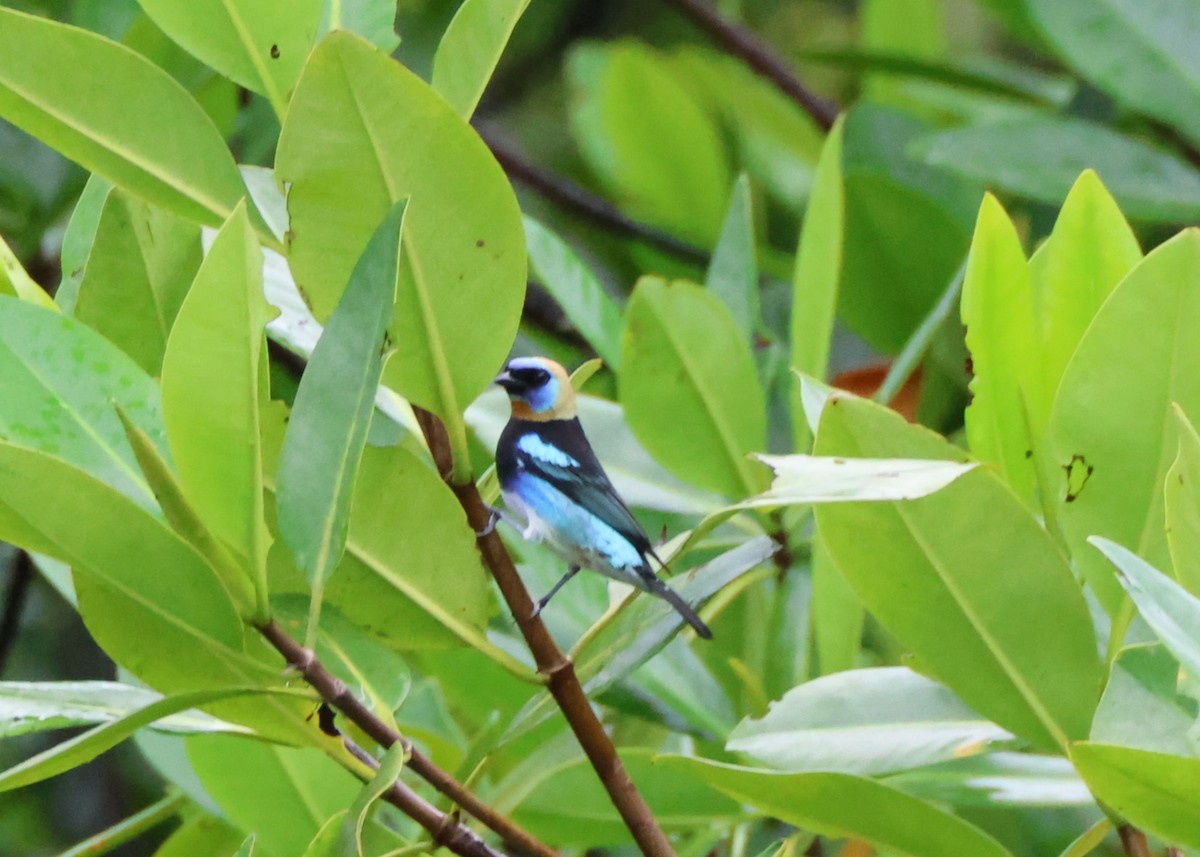 キンズキンフウキンチョウ - ML644429421