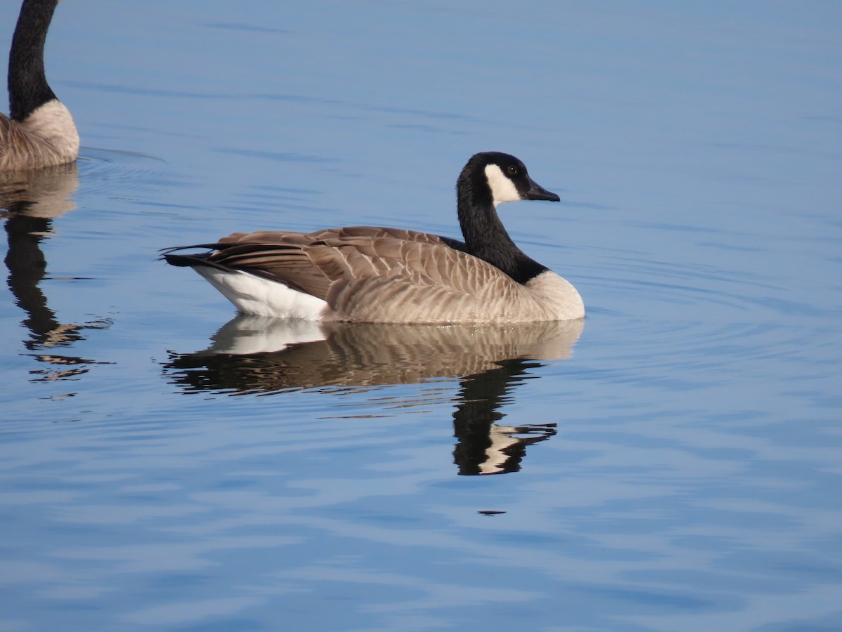 カナダガン - ML644429422