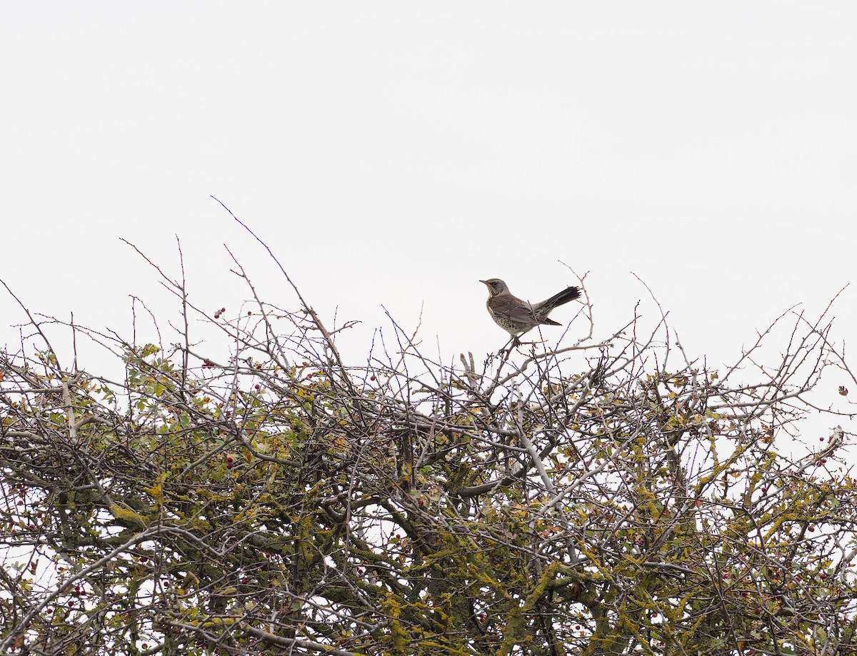 ノハラツグミ - ML644429424