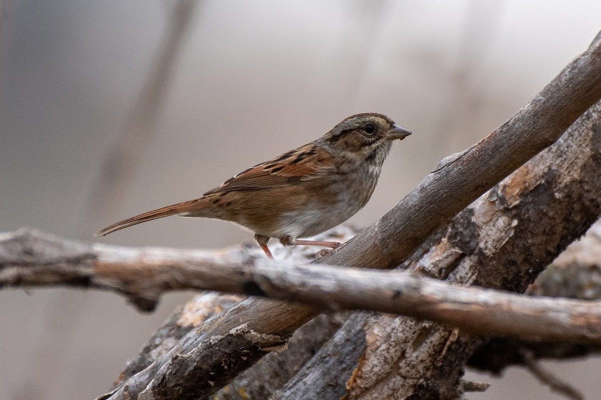 ヌマウタスズメ - ML644429425