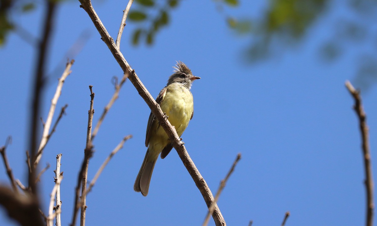 キバラシラギクタイランチョウ - ML644429428