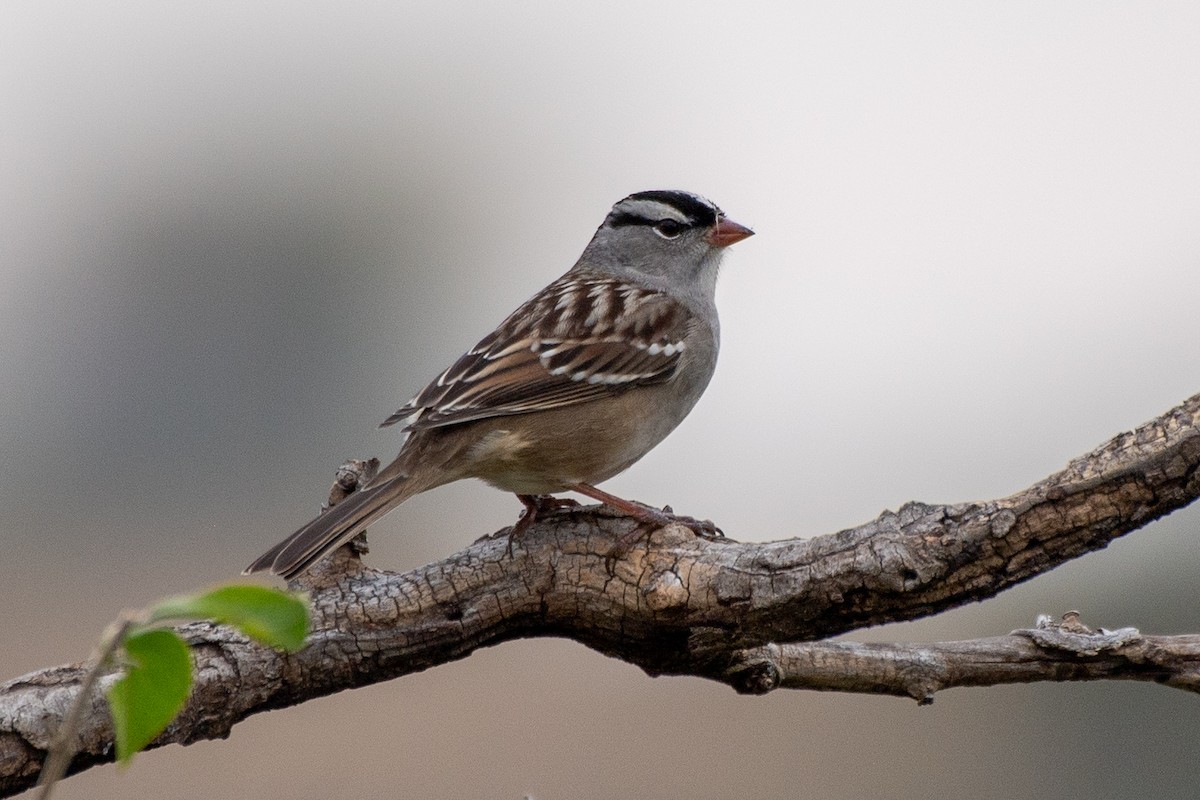 ミヤマシトド（leucophrys／oriantha） - ML644429429