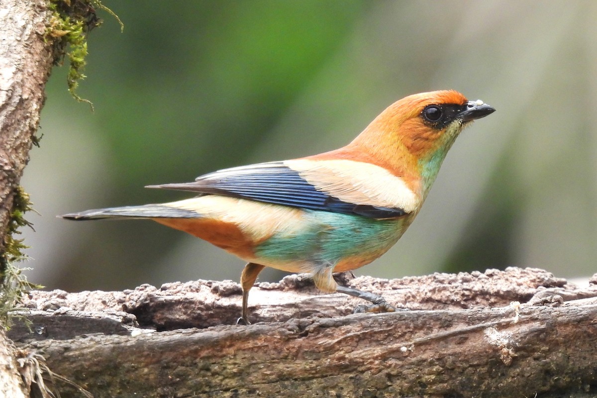 クリイロフウキンチョウ - ML644429430