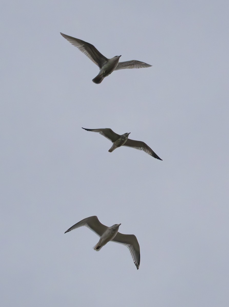 コカモメ - ML644429431