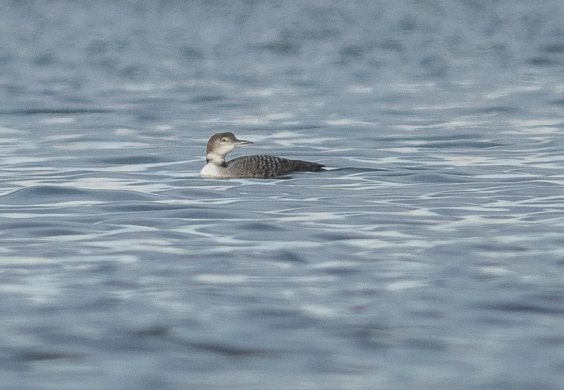 ハシグロアビ - ML644429432