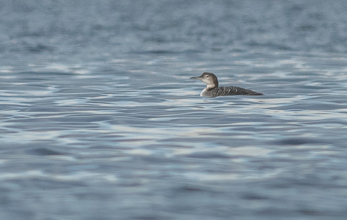 ハシグロアビ - ML644429433