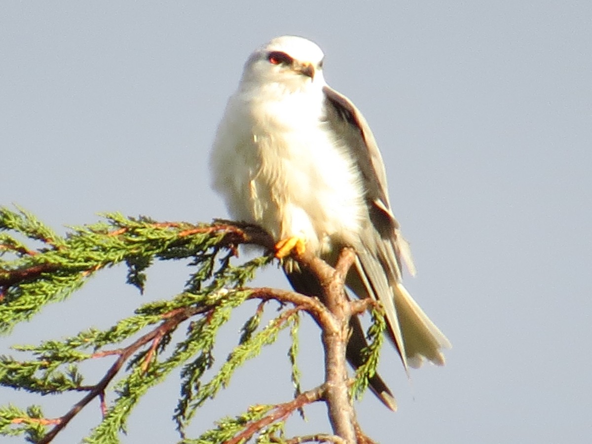 オジロトビ - ML644429436