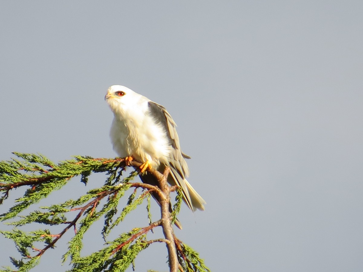 オジロトビ - ML644429437