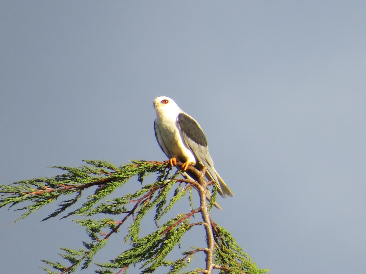 オジロトビ - ML644429438