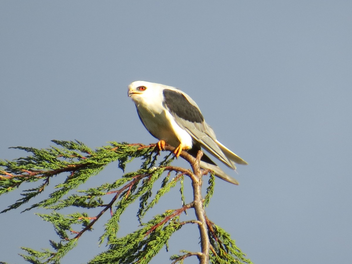 オジロトビ - ML644429439