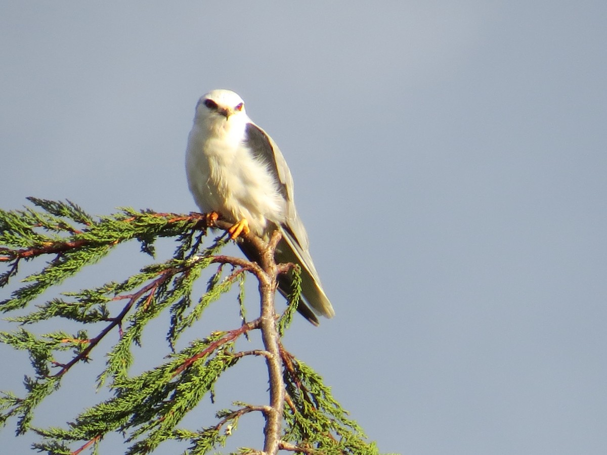 オジロトビ - ML644429440