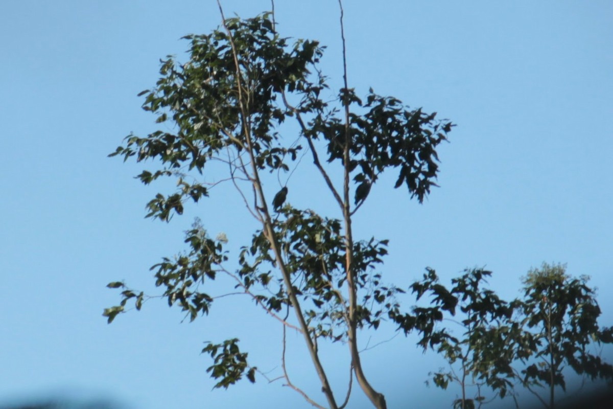 アケボノインコ - ML644429441