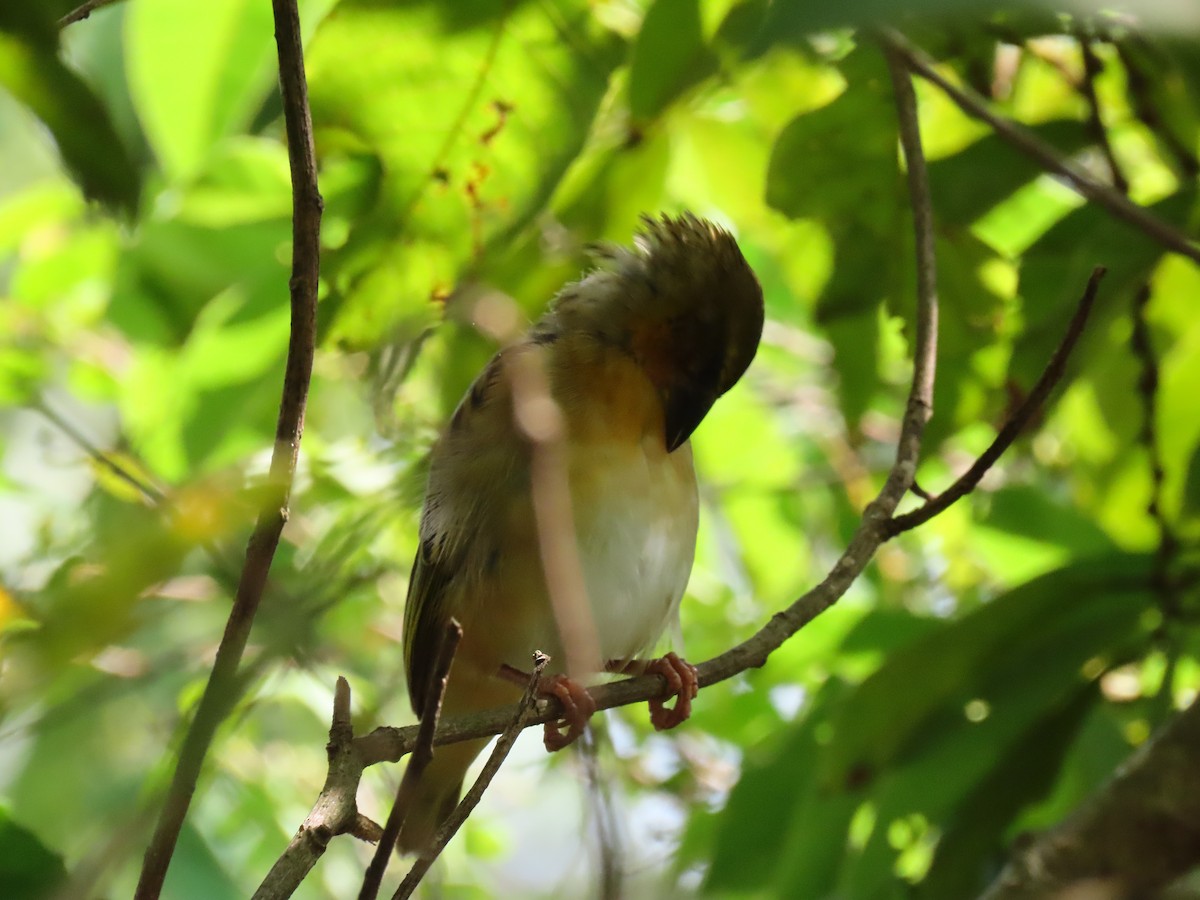 アフリカヒヨドリ - ML644429442