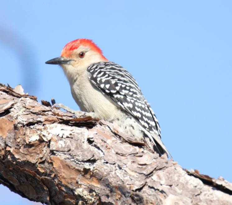 シマセゲラ - ML644429444