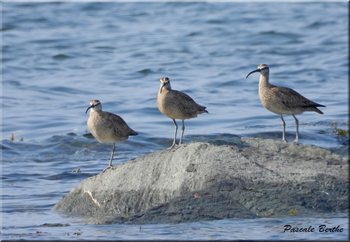 Hudsonian Whimbrel - ML644429445