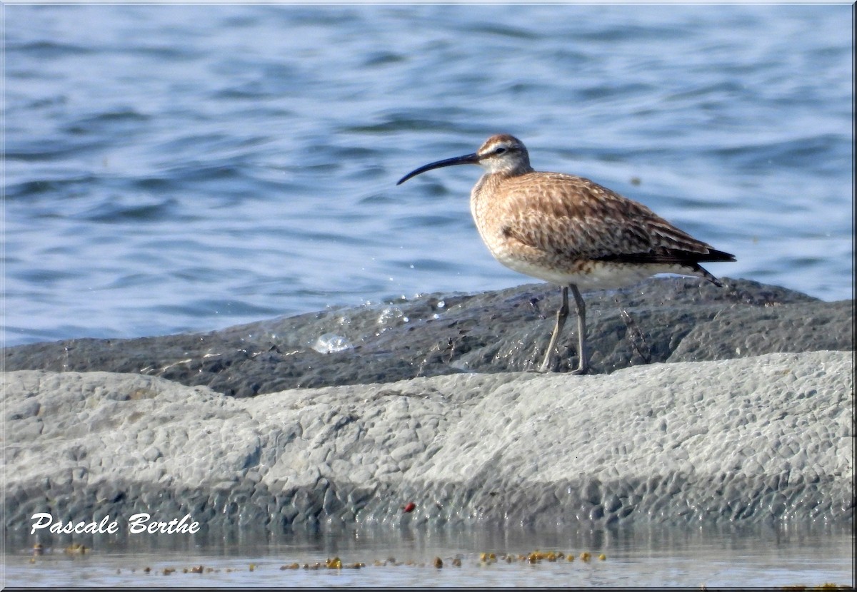 Hudsonian Whimbrel - ML644429446