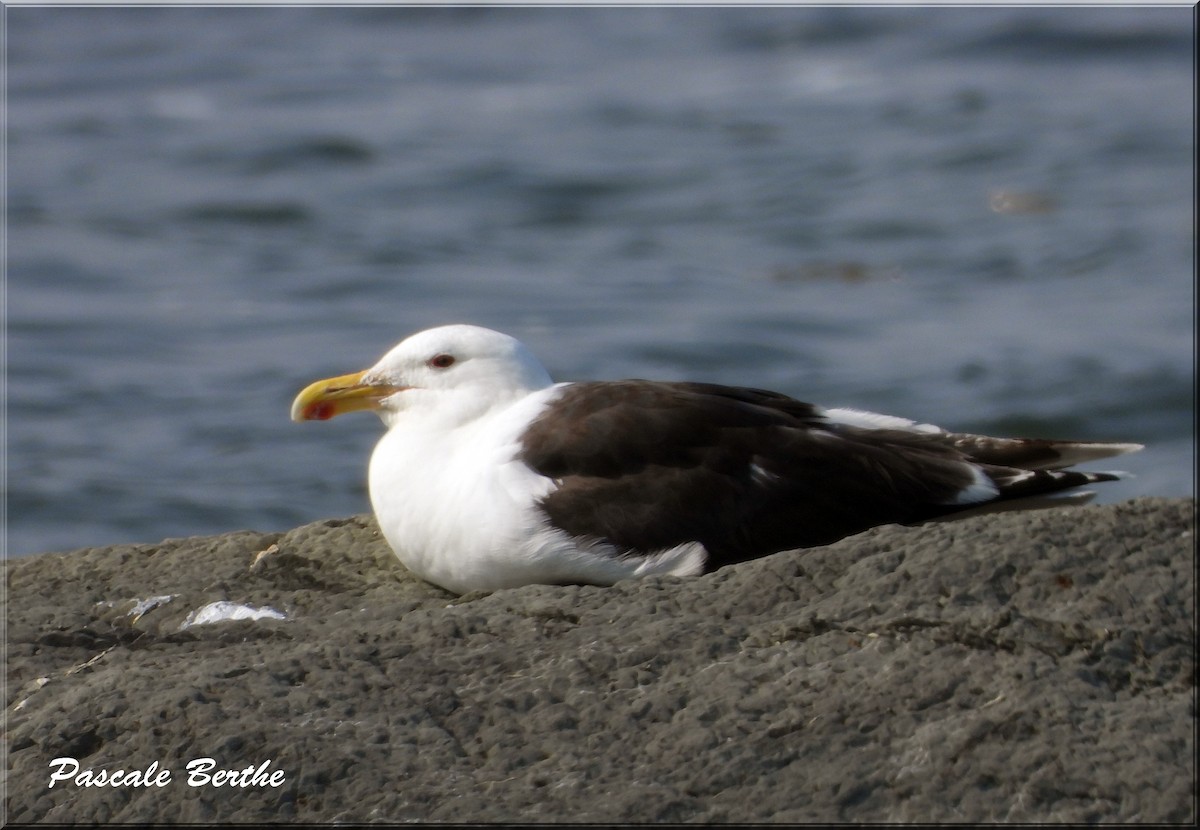 Great Black-backed Gull - ML644429449