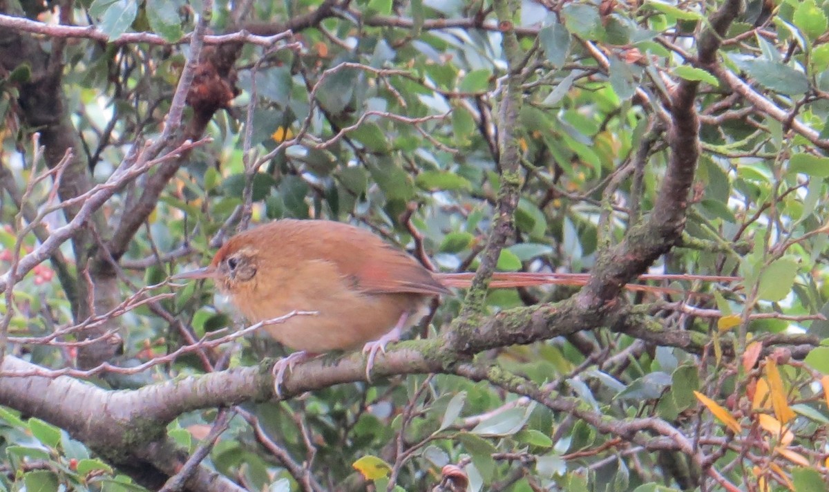 Des Murs's Wiretail - ML644429456