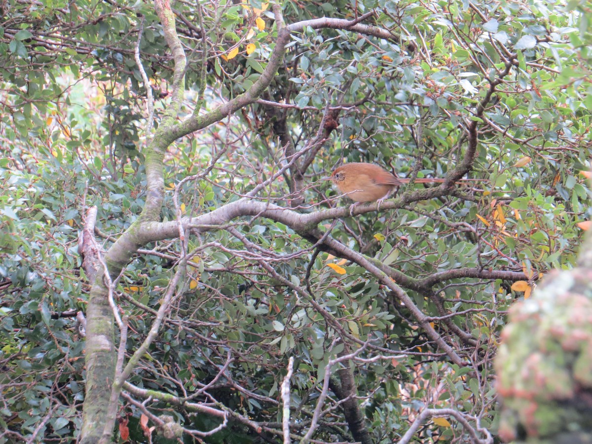 Des Murs's Wiretail - ML644429457