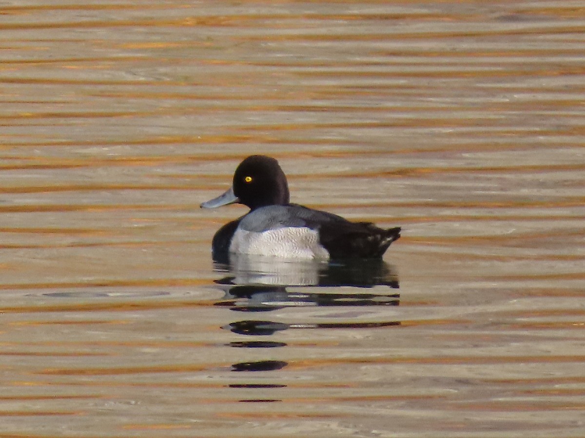 Lesser Scaup - ML644429458
