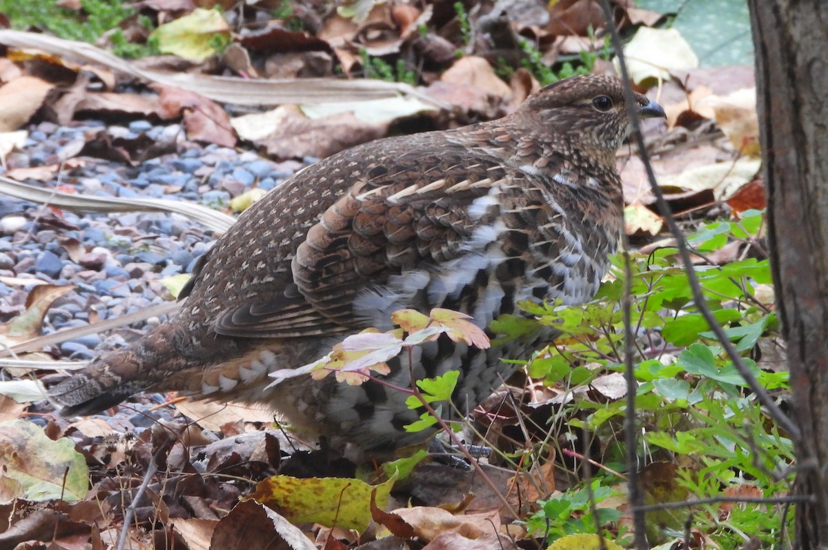 jeřábek kanadský - ML644429461