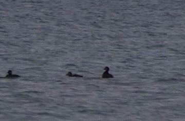 White-winged Scoter - ML644429462