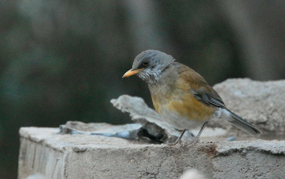 rusttrost - ML644429473