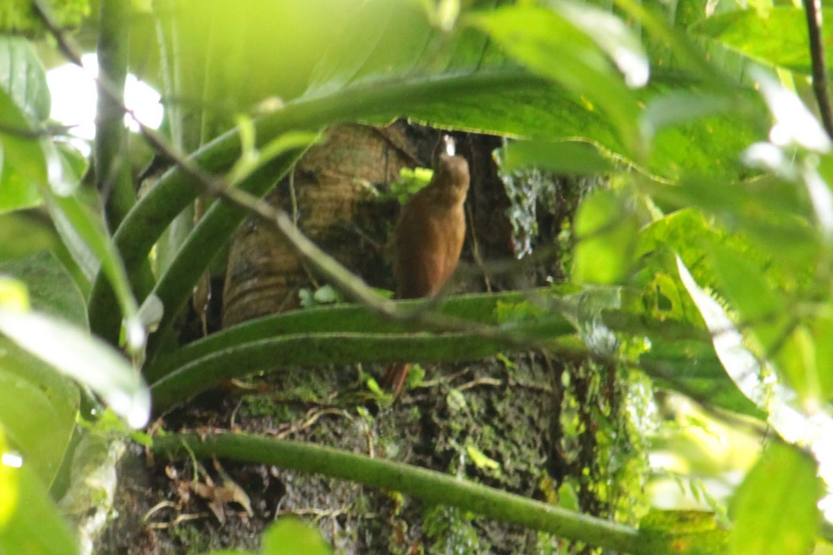 チビオニキバシリ - ML644429483