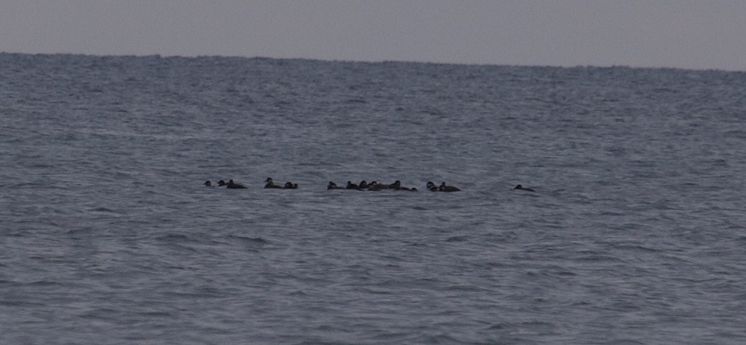 Black Scoter - ML644429492