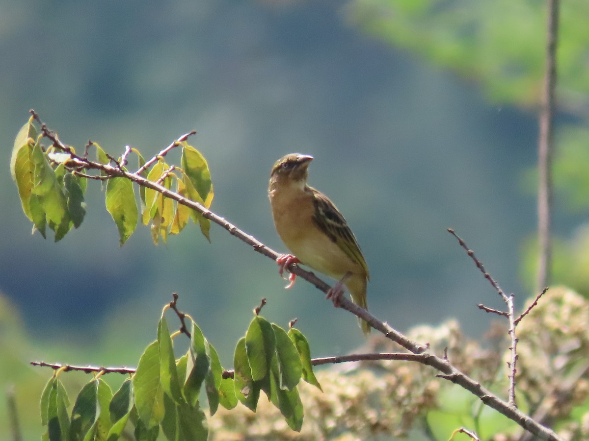 Black-headed Weaver - ML644429505