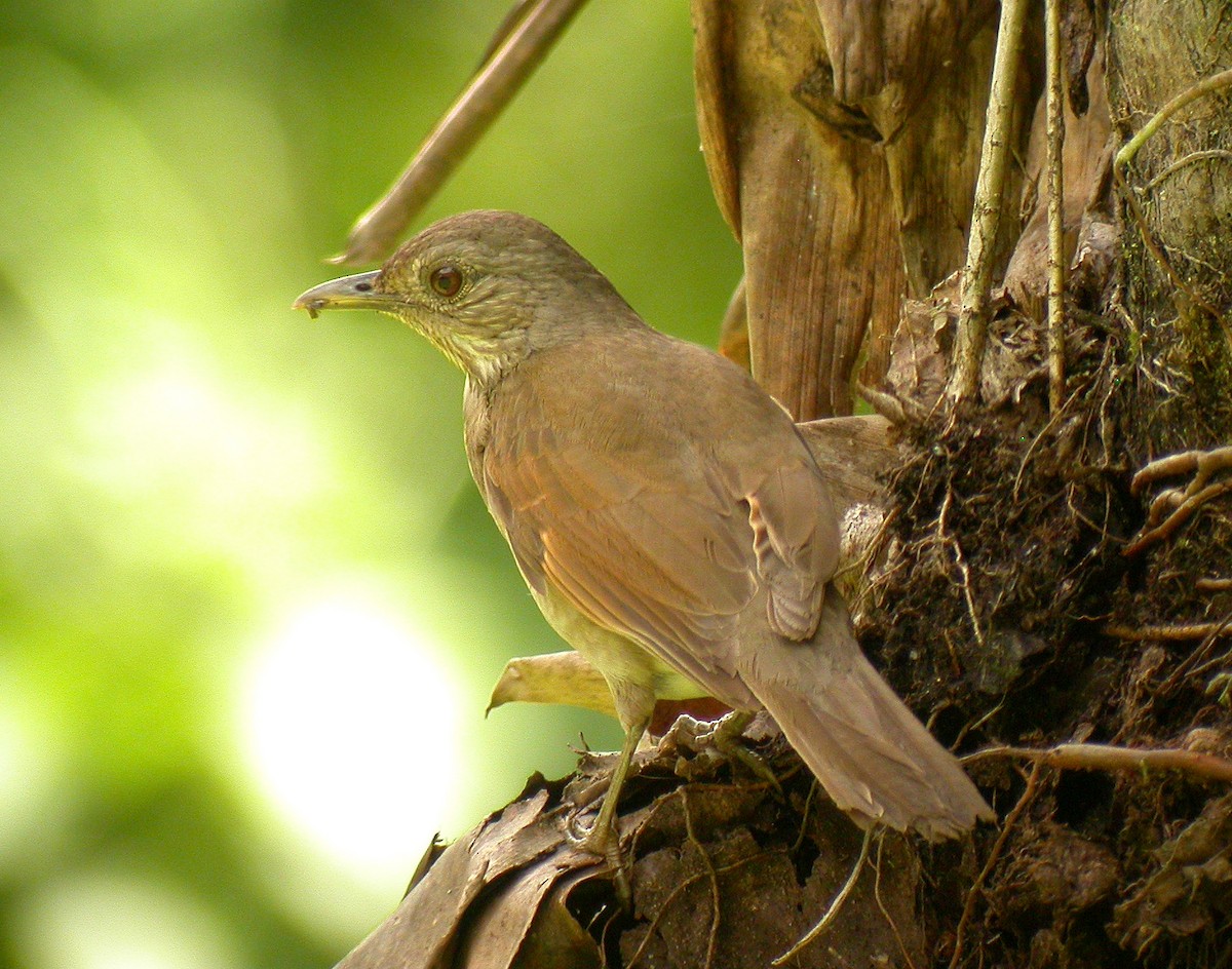 Pale-breasted Thrush - Dave Curtis