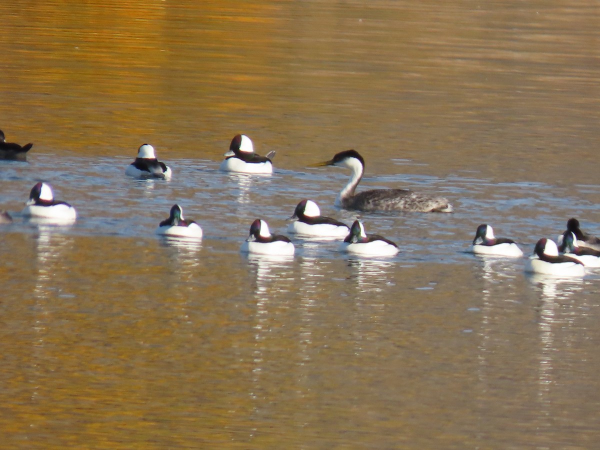 Bufflehead - ML644429516